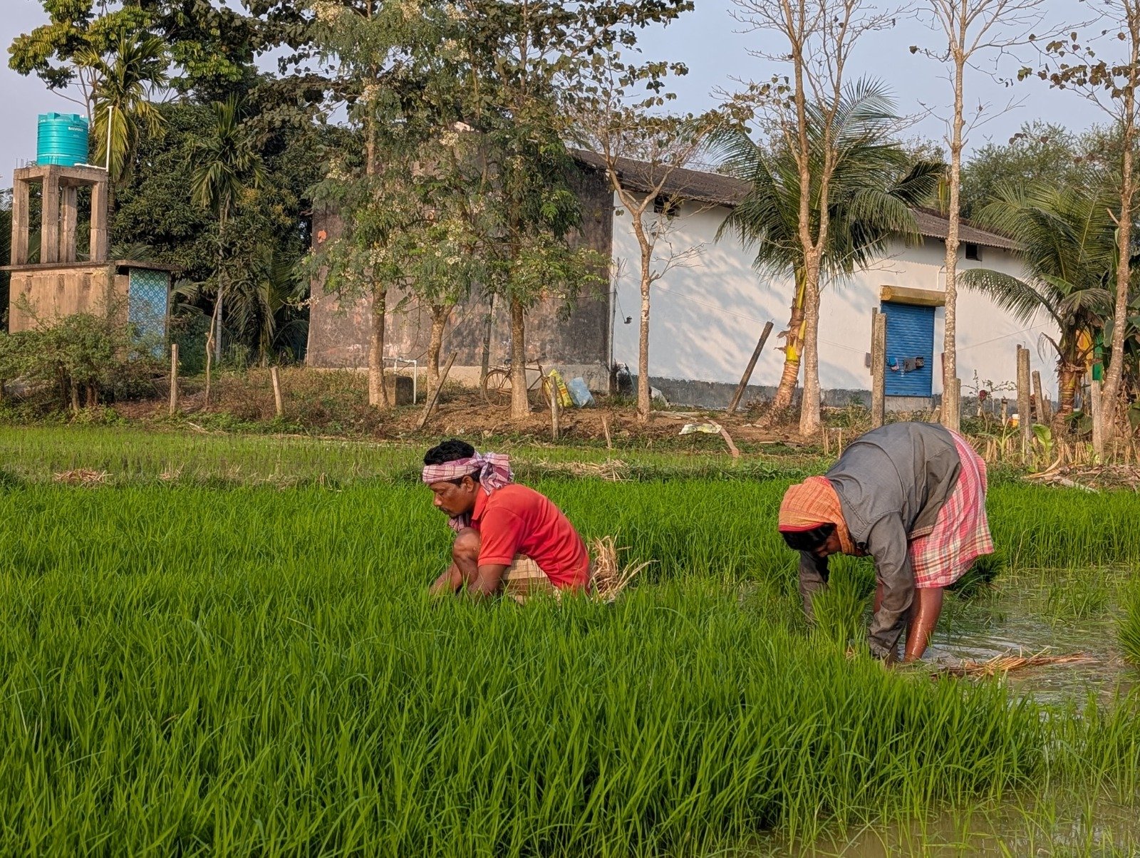 Farmers together